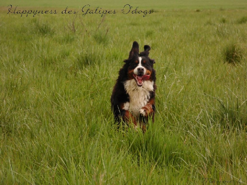 Happyness Des Galipes O'dogs